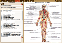 MedicalPoint. Medical atlas. View information