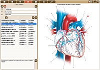 MedicalPoint. Medical atlas. Information search